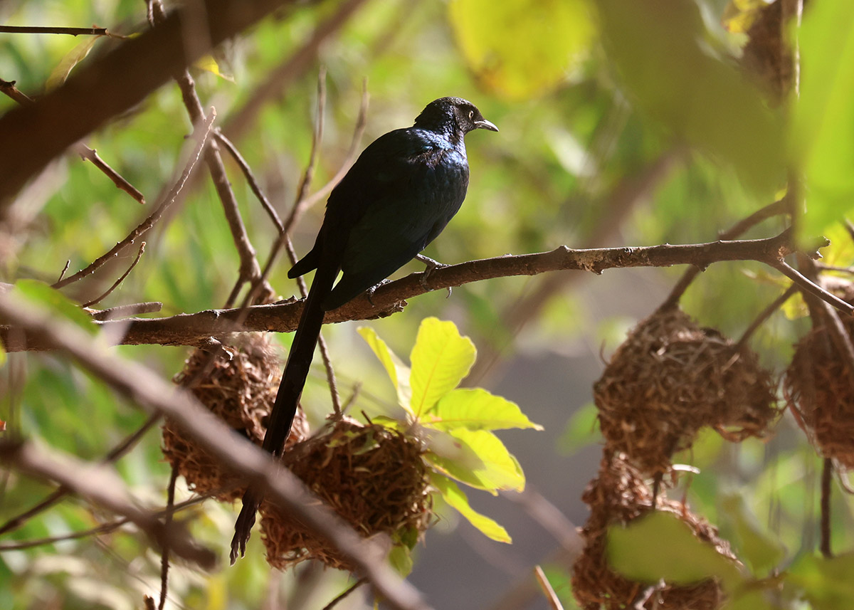 Long-tailed Glossy Starling
